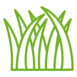 herbe
