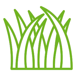 herbe